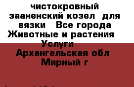 чистокровный зааненский козел  для вязки - Все города Животные и растения » Услуги   . Архангельская обл.,Мирный г.